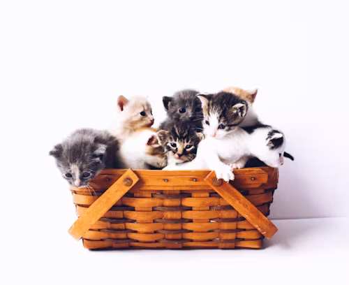 Journée du chat : 10 choses à savoir sur votre félin