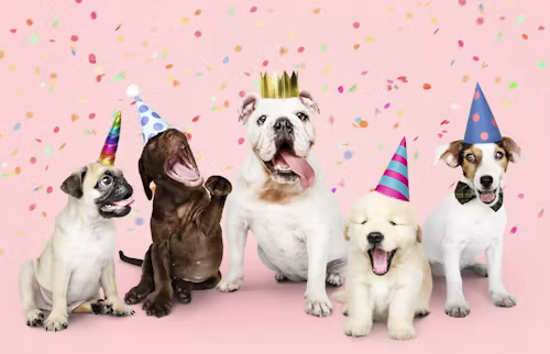 Journée mondiale du chien : leur rendre l'amour