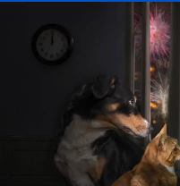 Feux d'artifice et orages : protéger son animal du bruit