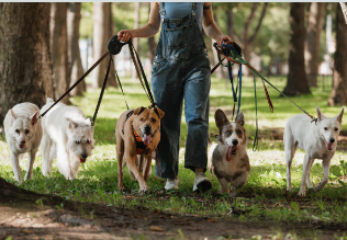 Vacances : pet-sitter, pension ou emmener son animal ?