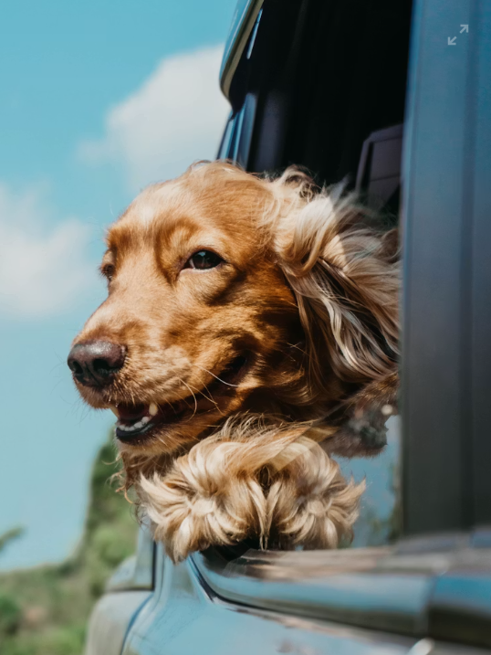 Rentrée : la routine gagnante pour votre animal