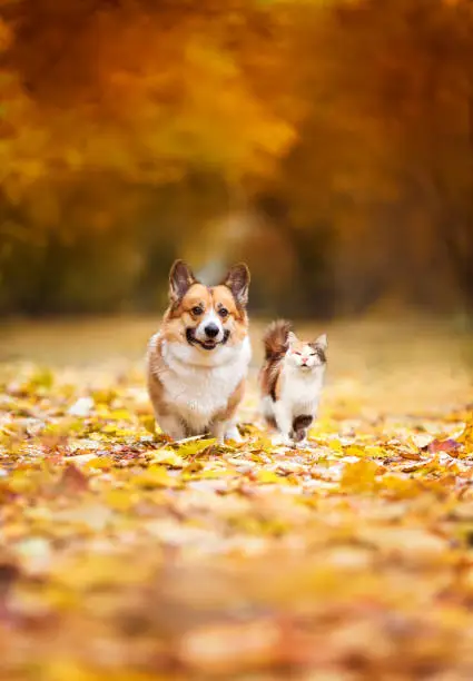Octobre avec Toffy : les rendez-vous animaliers de l'automne