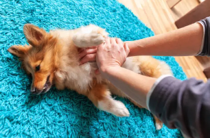 Canicule : 10 gestes qui sauvent l'été de votre animal