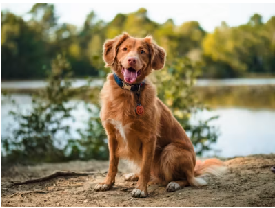 Plage, lac, rando : où votre chien est-il le bienvenu ?