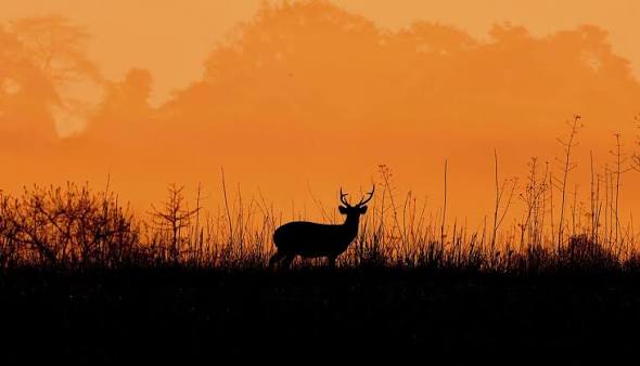 Incendies : protéger son animal, aider les refuges