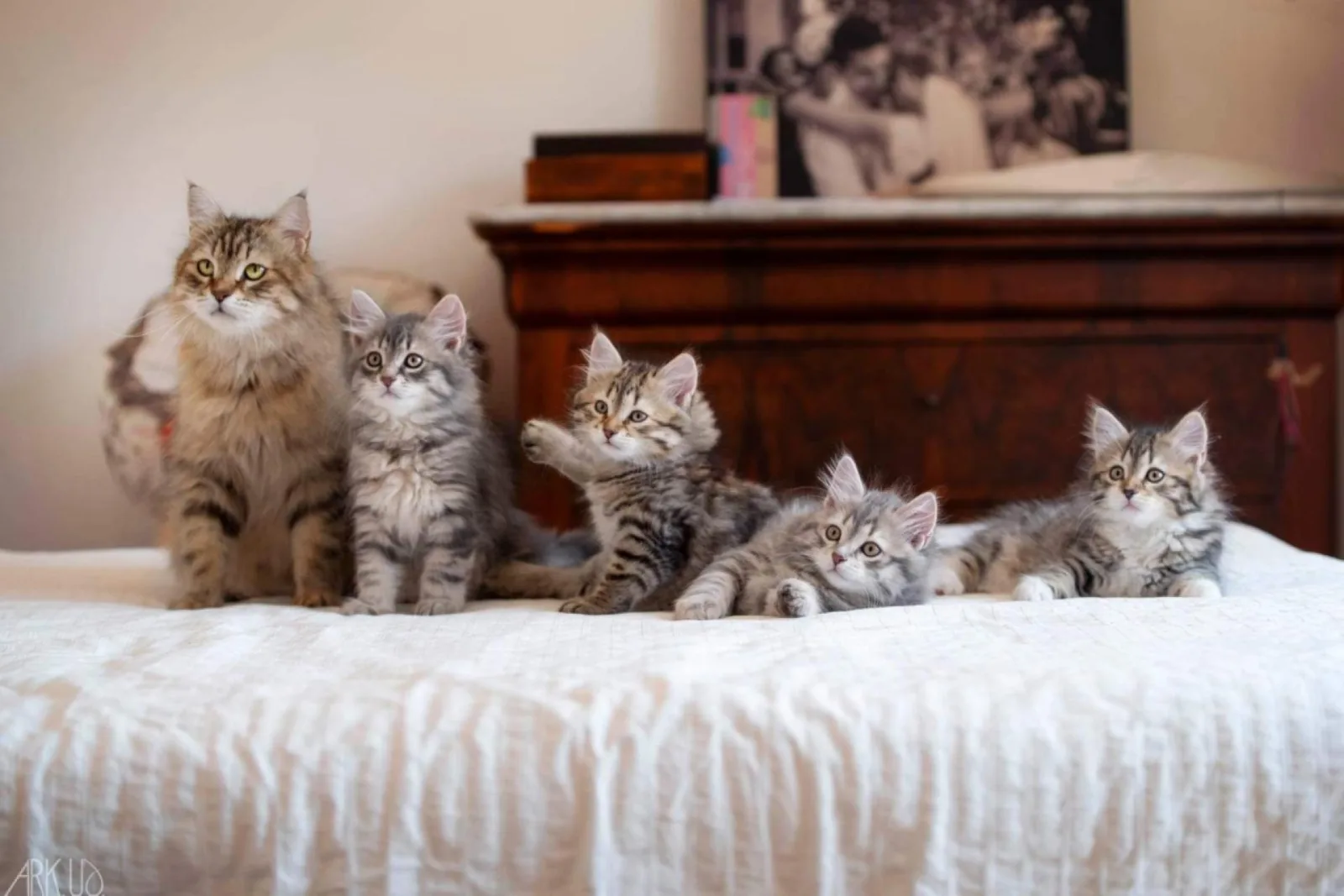 Photo de l'élevage Élevage chats Sibérien Clos de Soliman