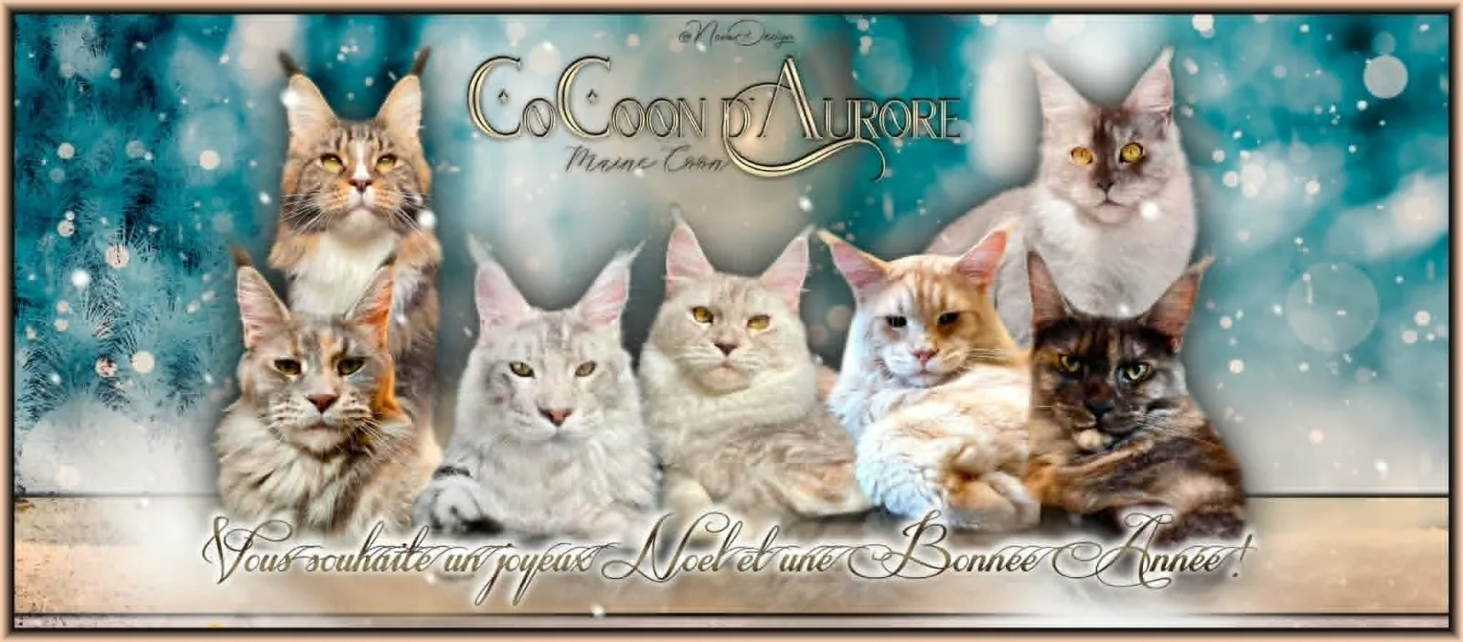 Photo de l'élevage Du Cocoon d'Aurore