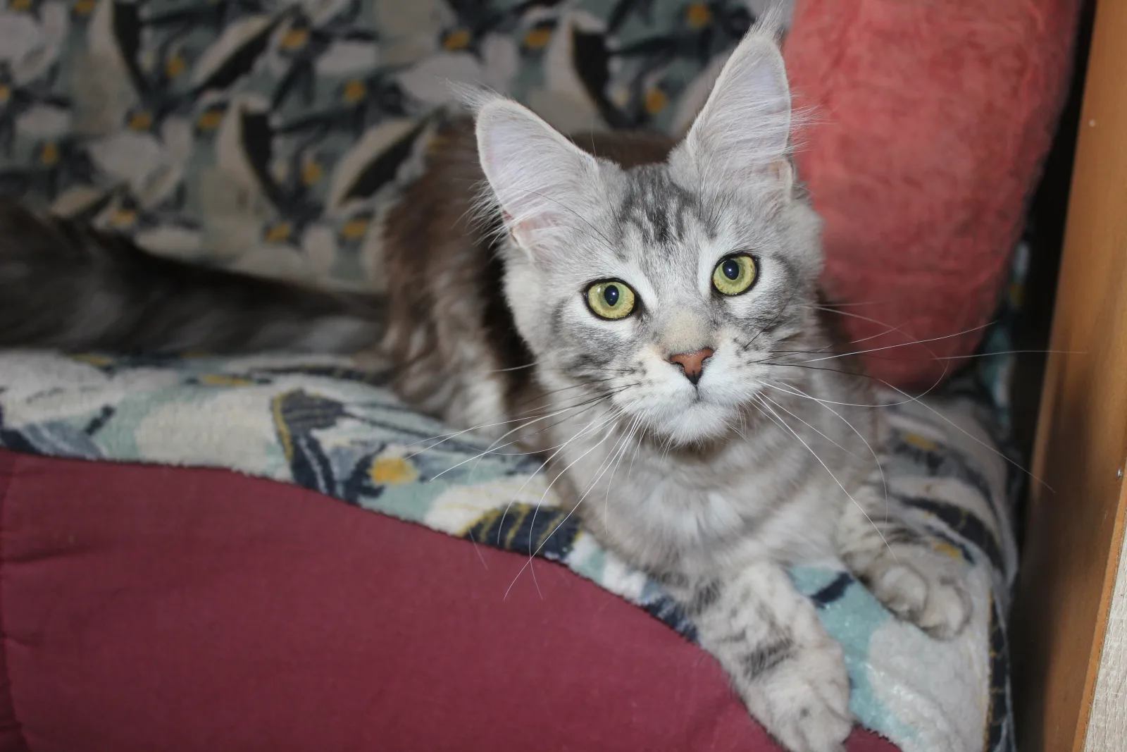 Chatterie des douces Papouilles