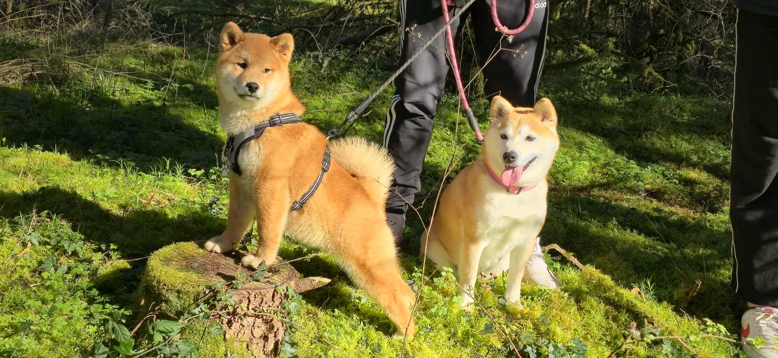 Élevage du Temple Shiba