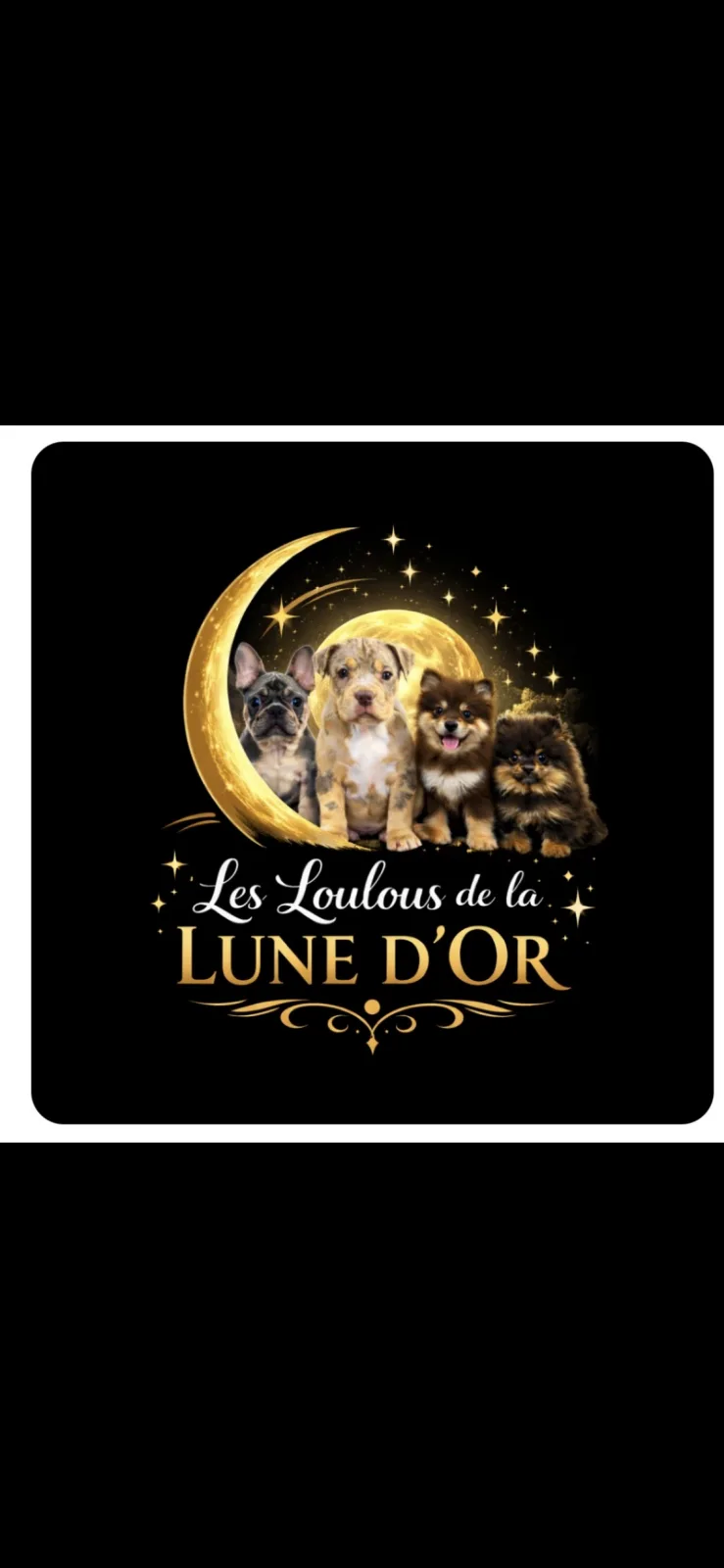 Élevage des Petits Bouts – Chiots Bouledogue, Bully, Finnois