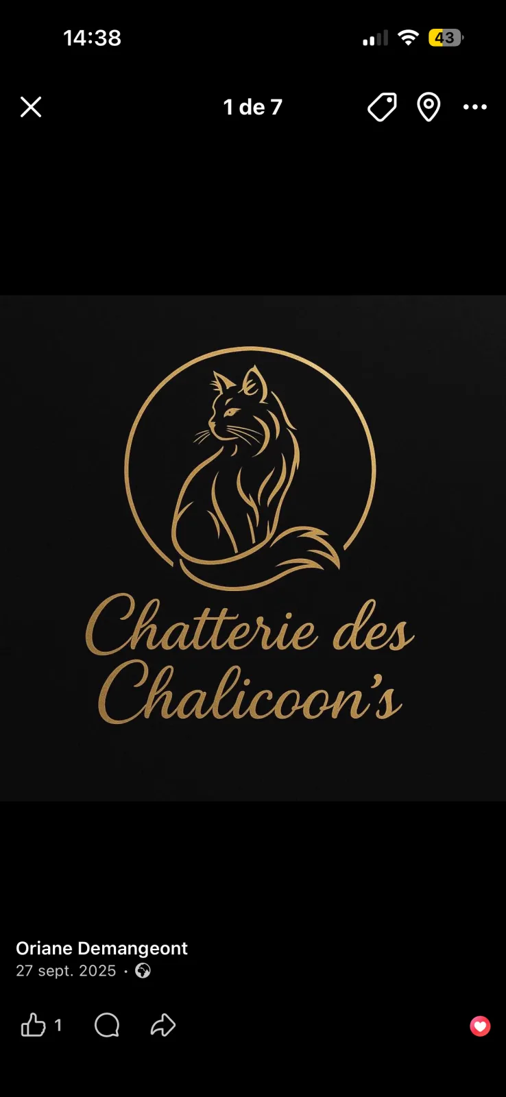 Les Chalicoon’s – Chatterie familiale de Maine Coon LOOF