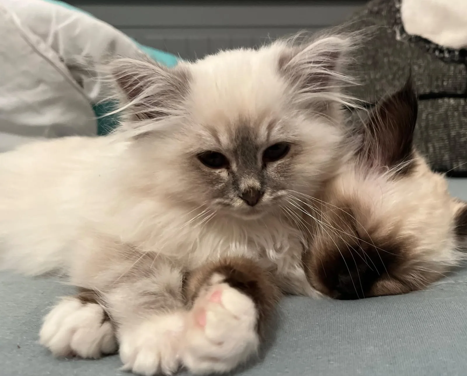Chatterie des Rots Mignons