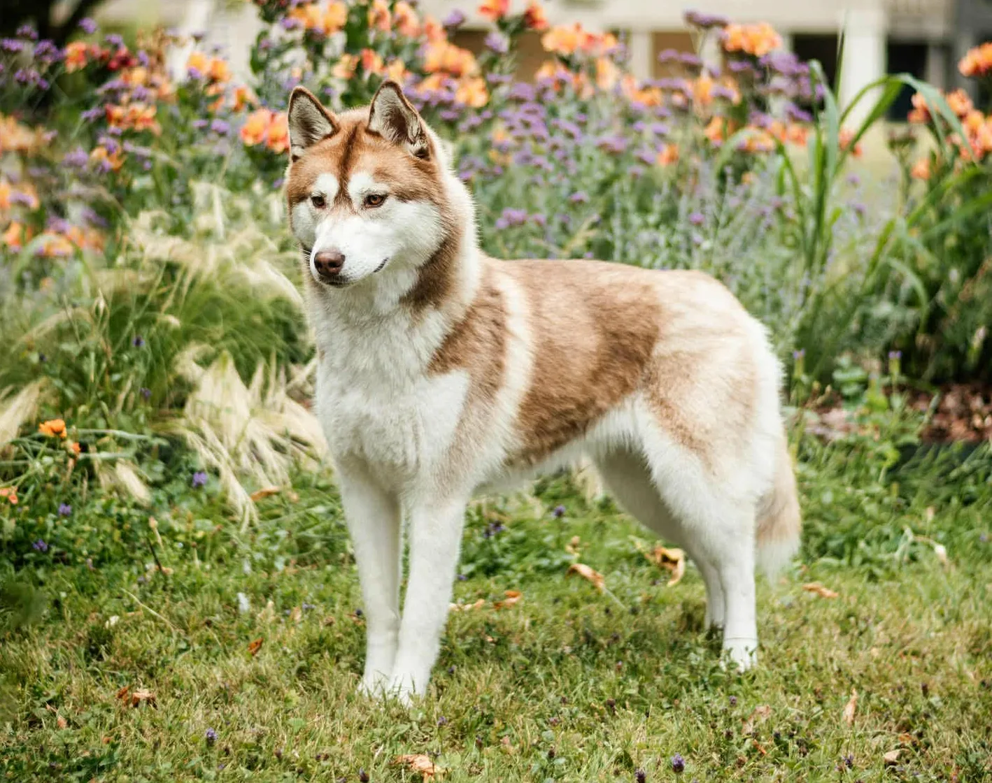 Élevage de Husky de Sibérie