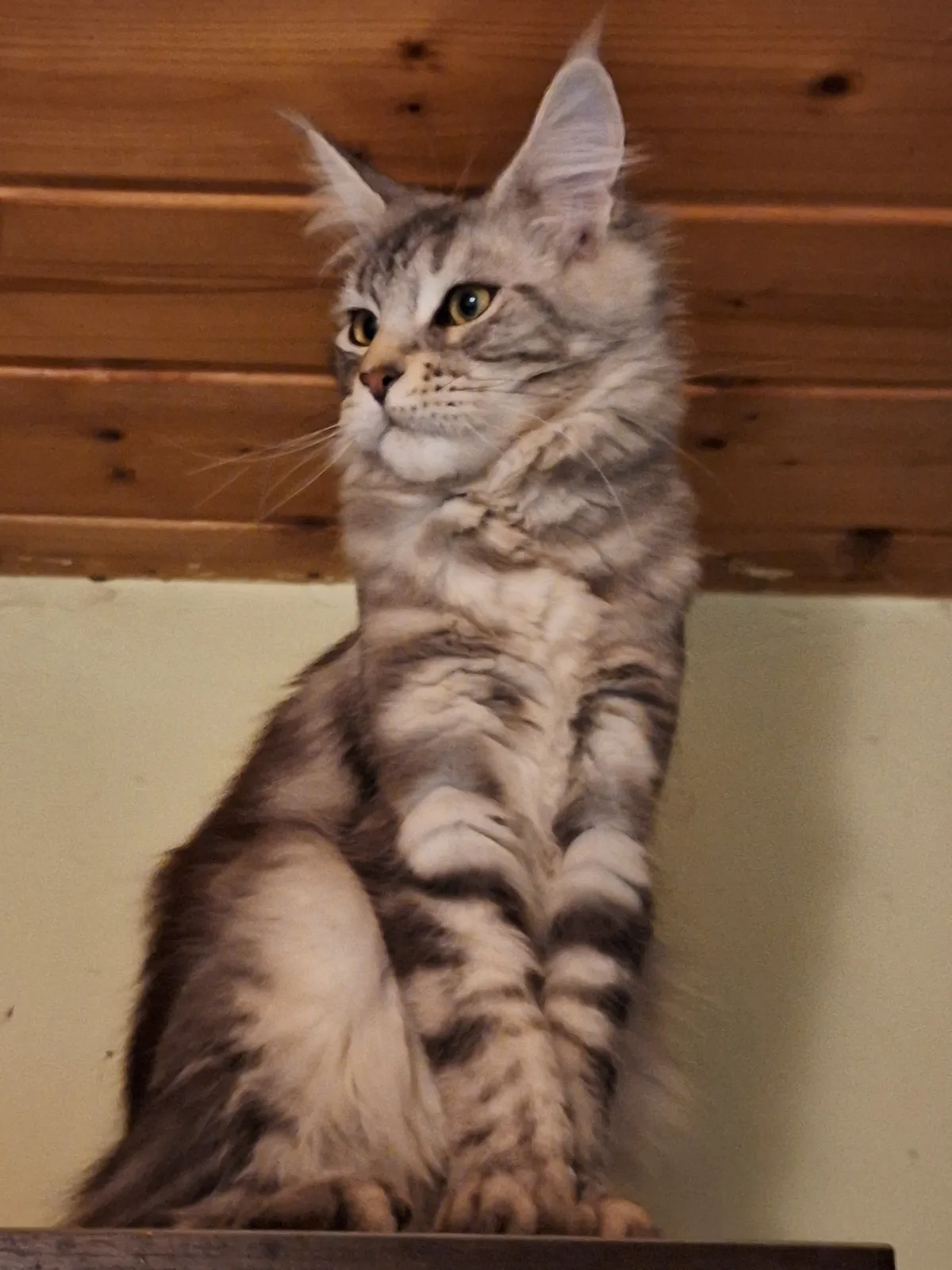Chatterie des douces Papouilles