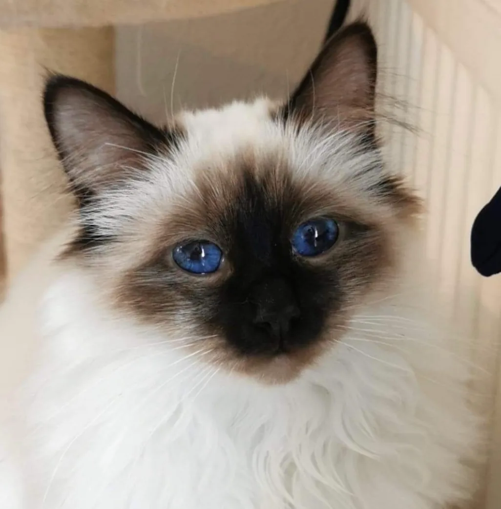 chatterie du manteau neigeux