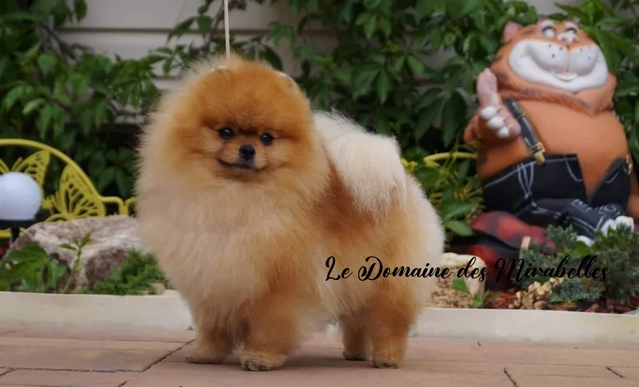 Poméranians Elite