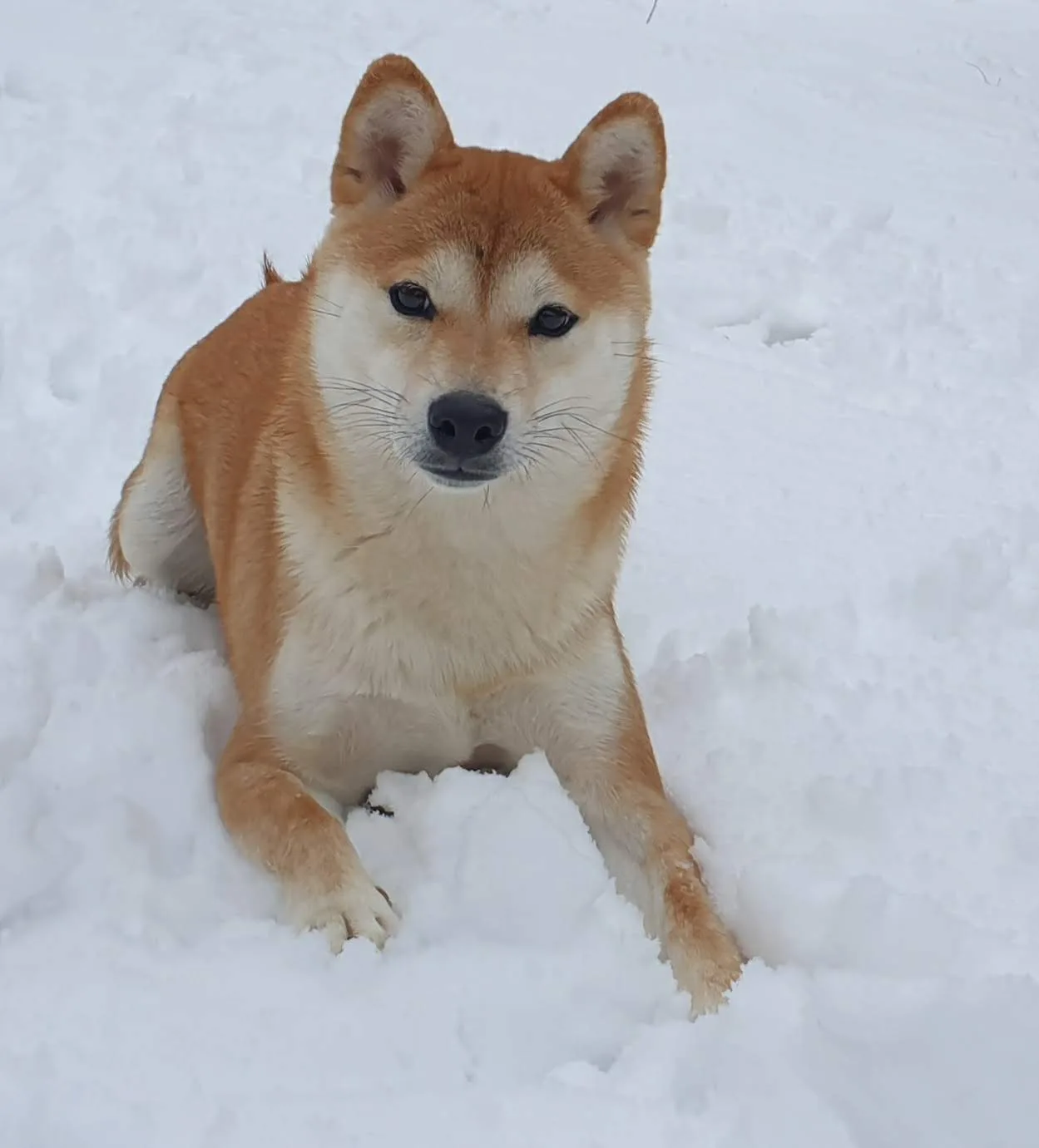 P'heiko