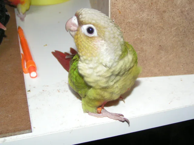 Biscuit
