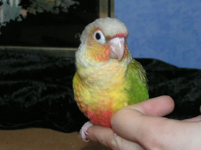 Lilith