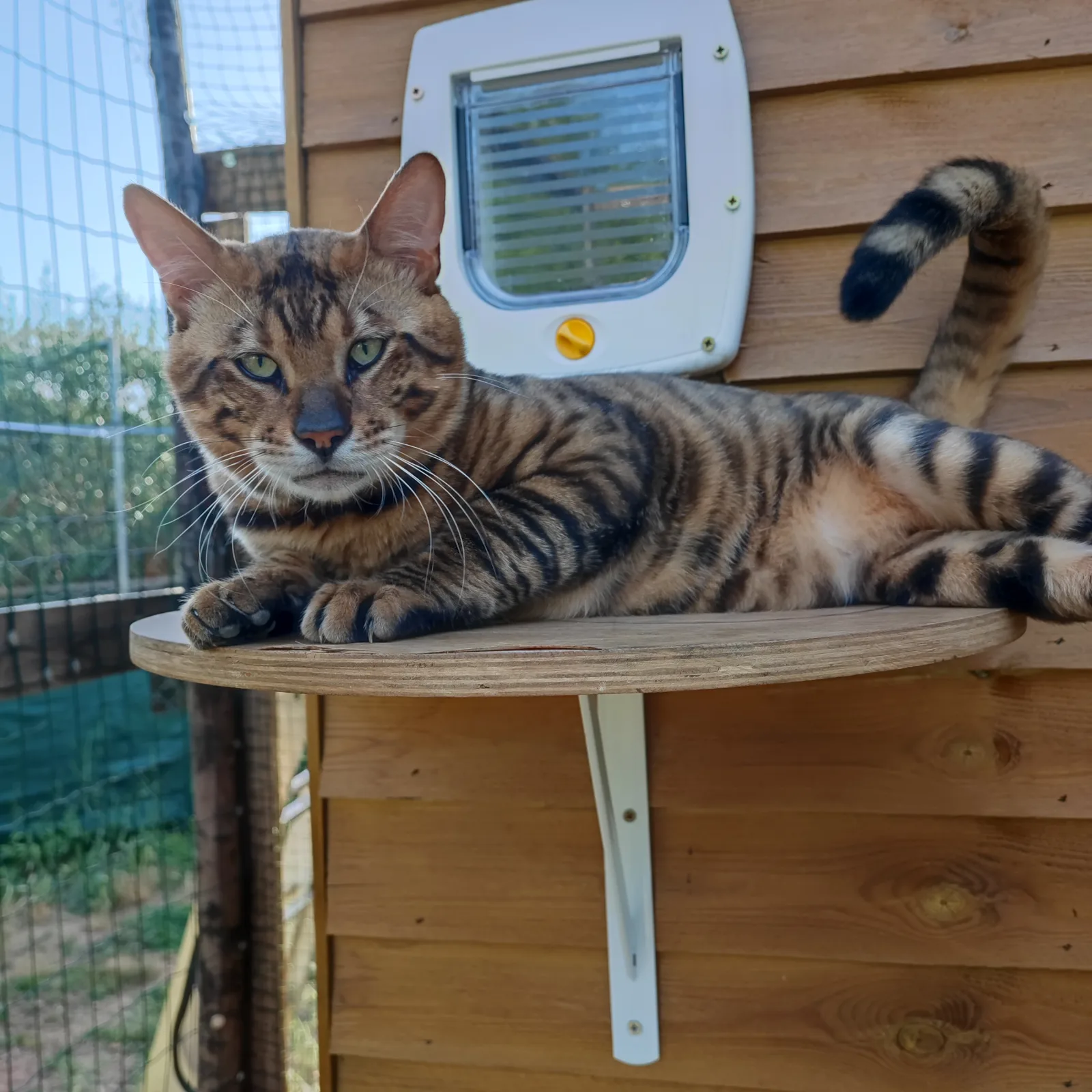 Spock Galactic Bengal