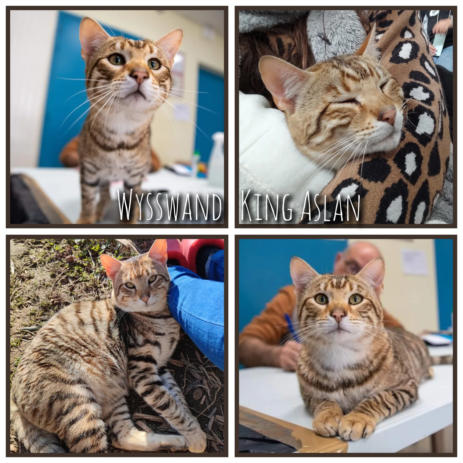 Wysswand King Aslan