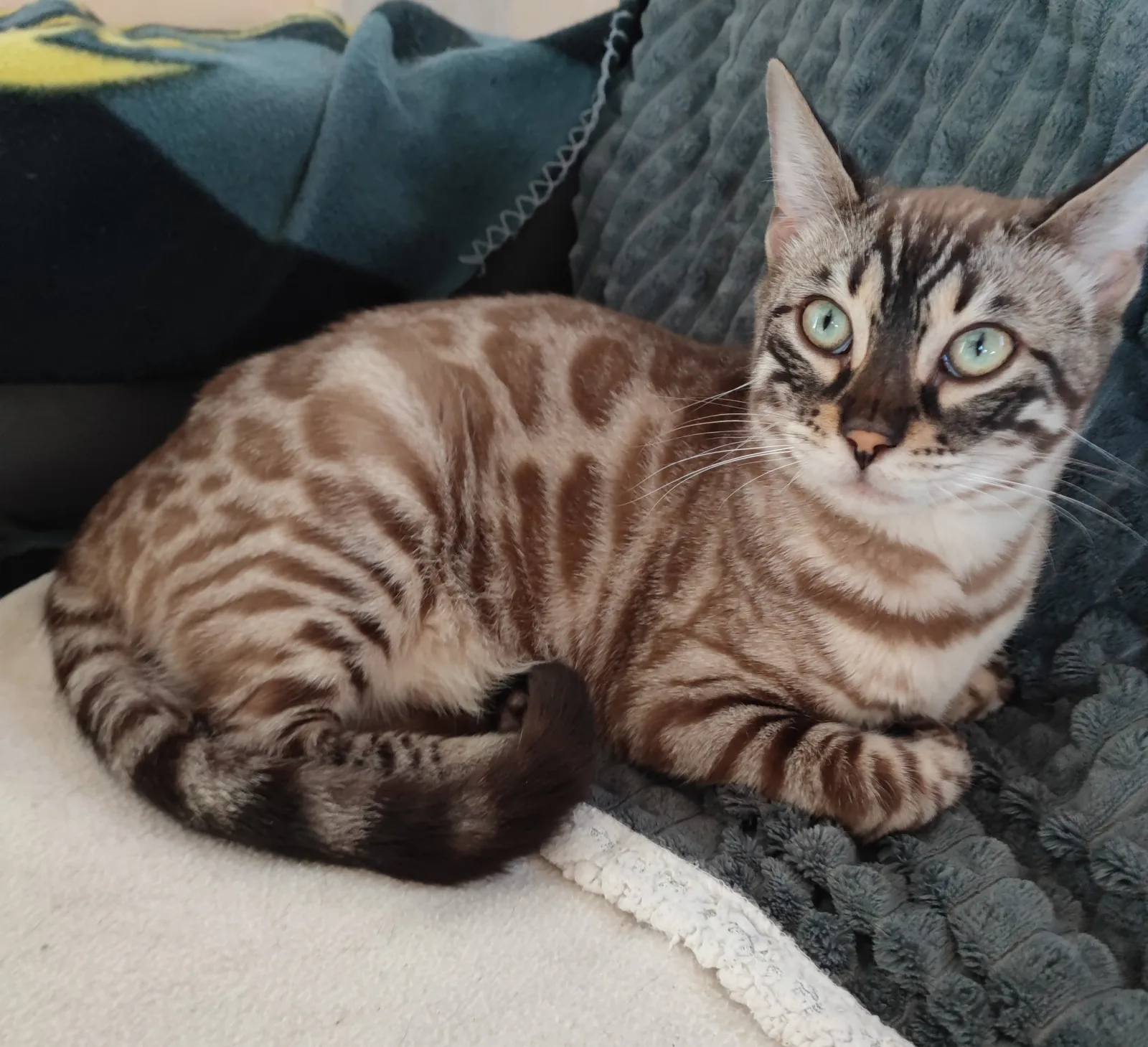Thalia Galactic Bengal