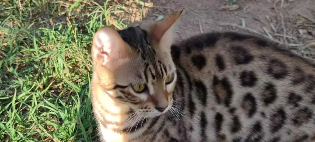 Savannah Star Galactic Bengal