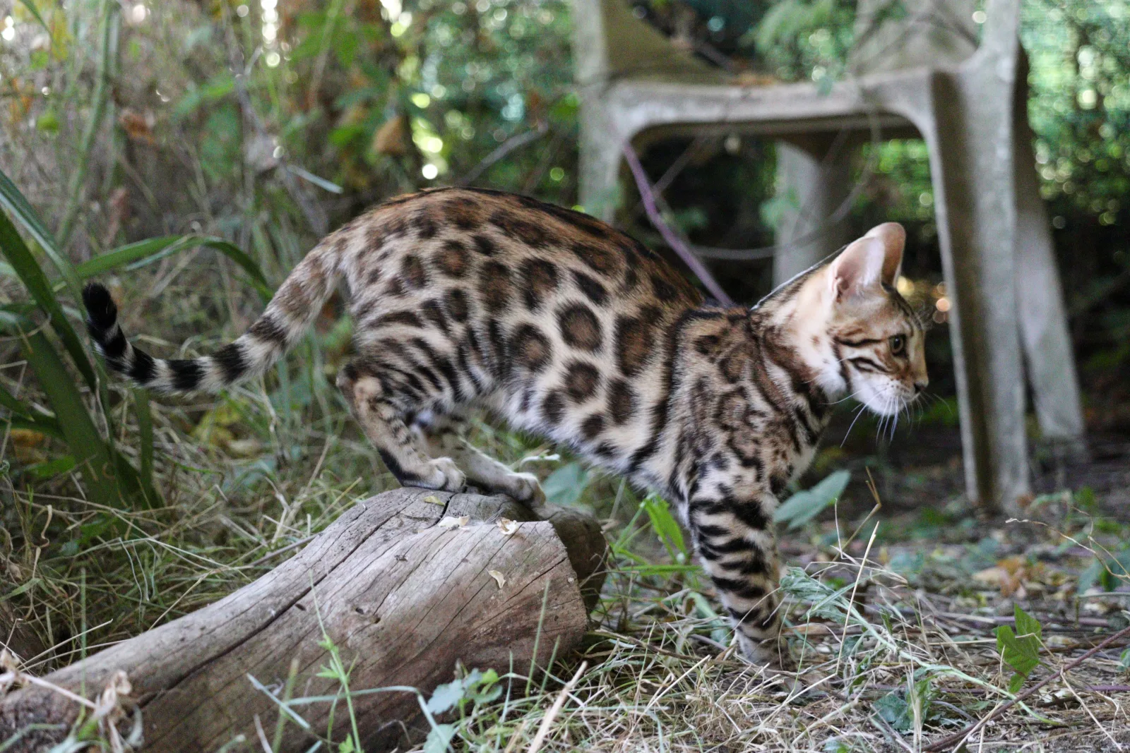 Asia Galactic Bengal