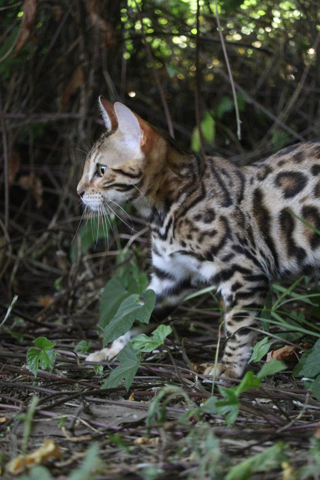 Alpha Blondie Galactic Bengal