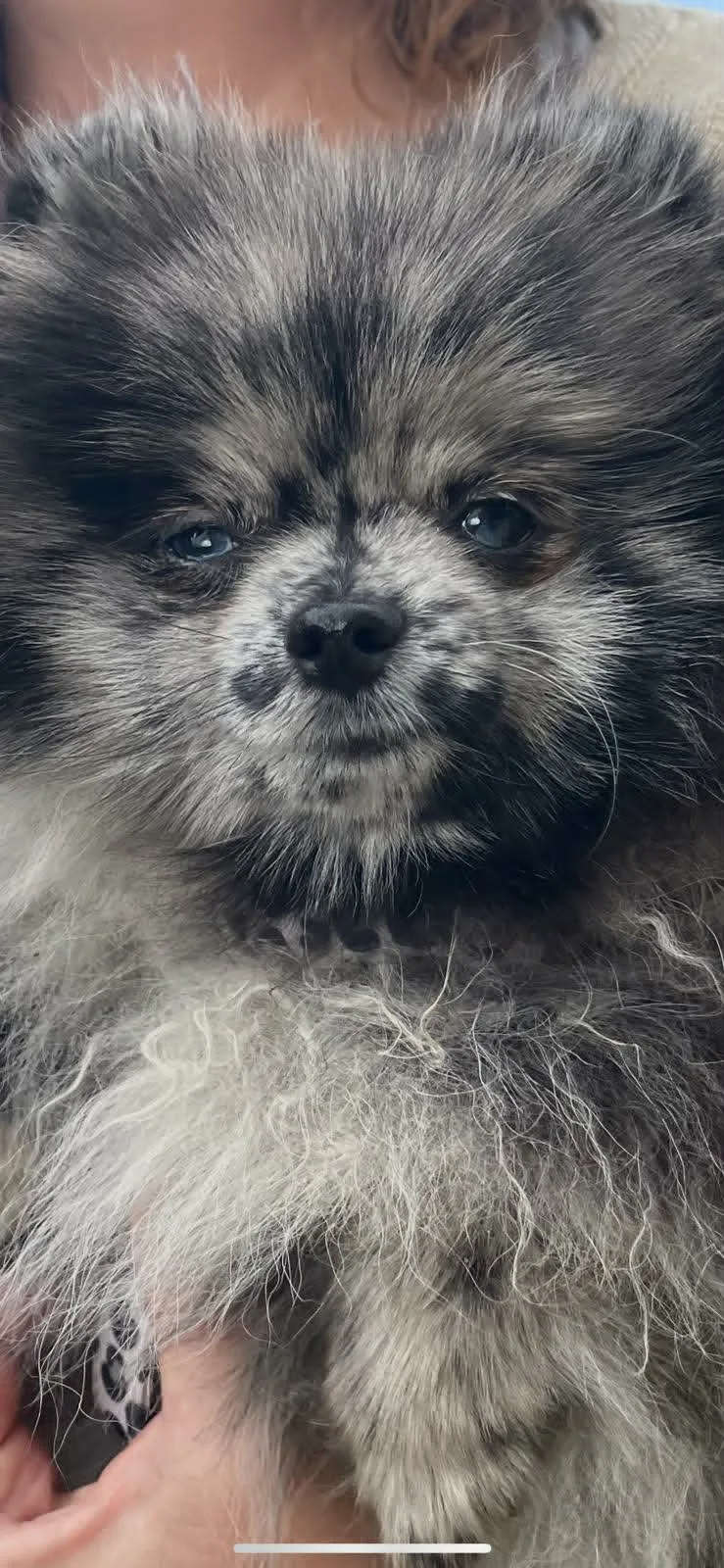 petit panda