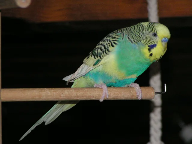 Poucinou