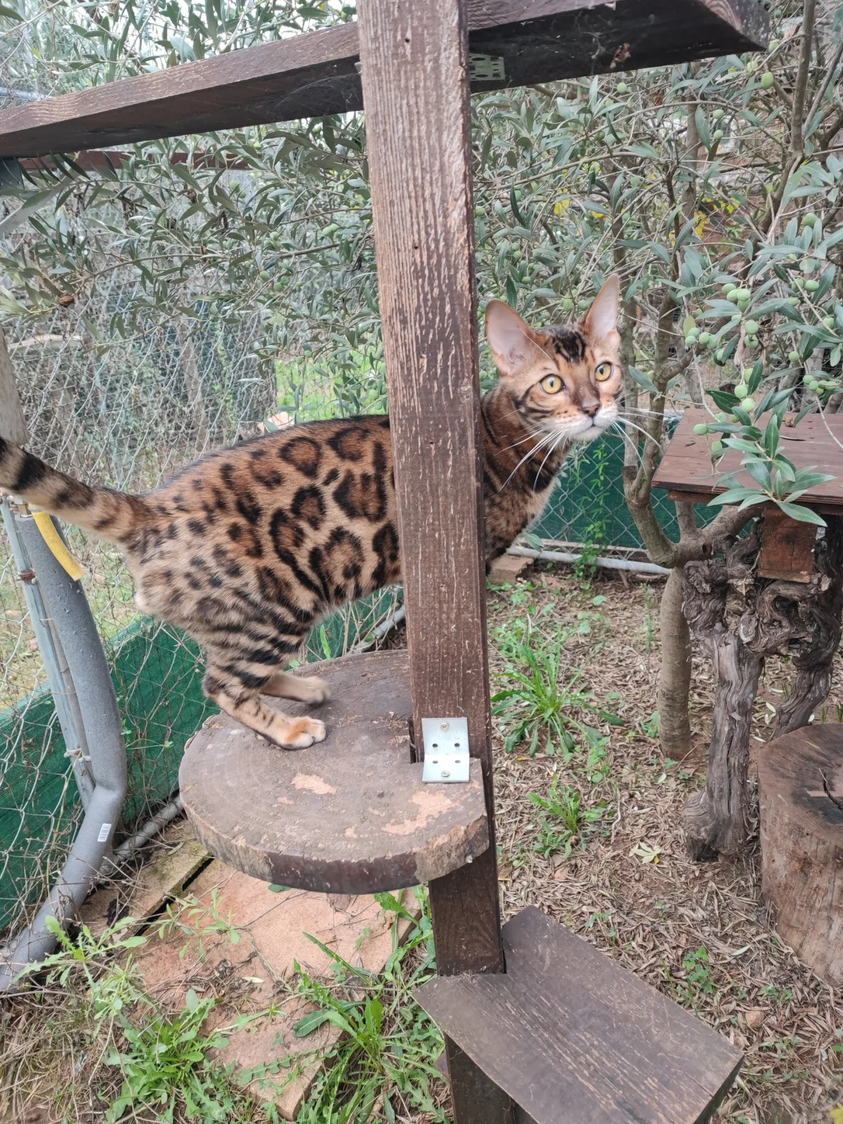 Umbolt Galactic Bengal