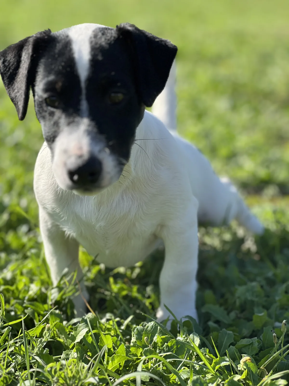 VINCE RAGAZZINO BIANCO E NERO DU JARDIN DES ZOUILLES DU FRESNE