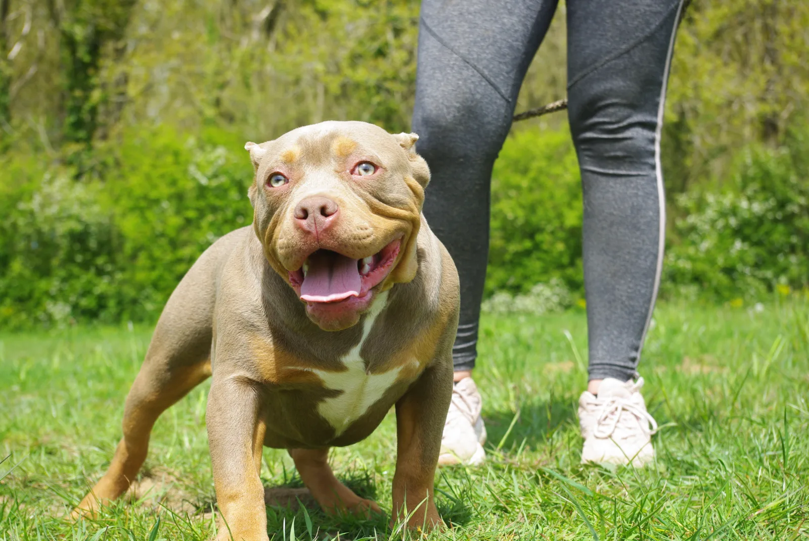 Phoenix Bully's Kennel Quinn