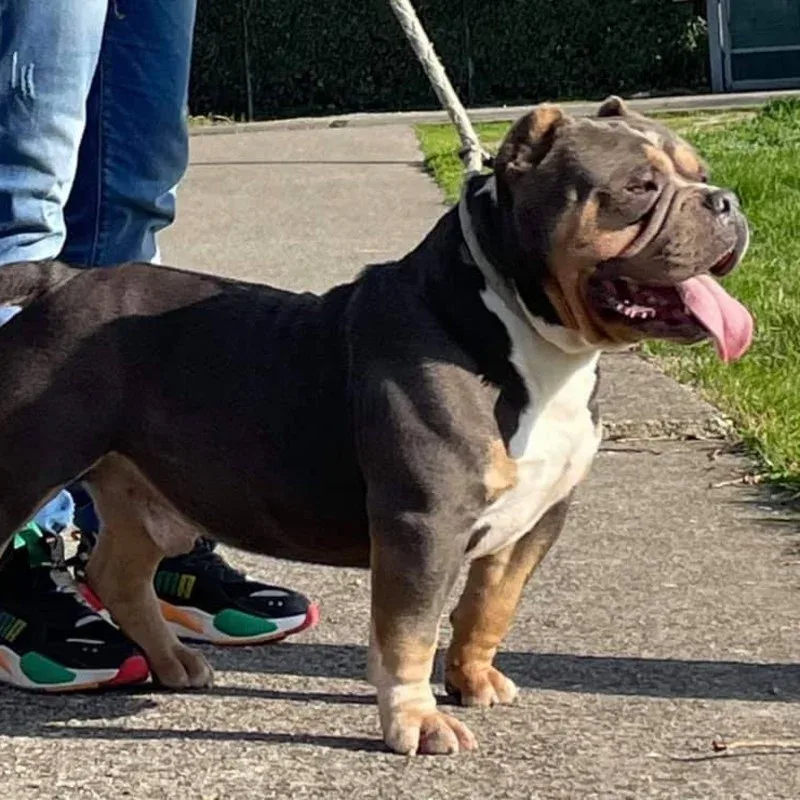 U&O Exotic Bully Yoko