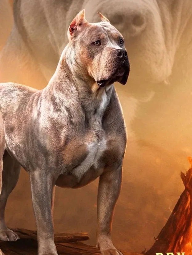 Bully Rok Nation Athena