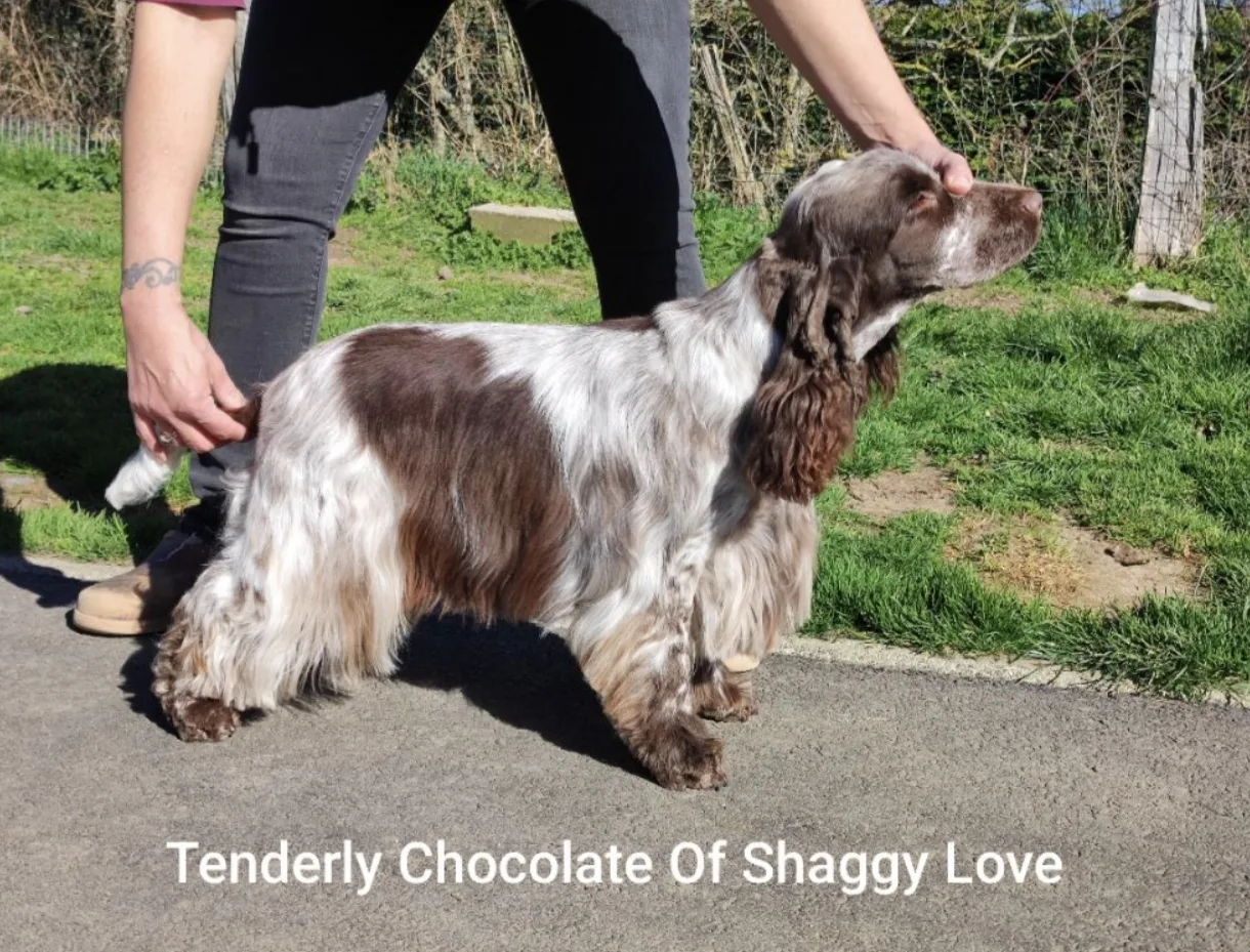 Tenderly Chocolate Of Shaggy Love