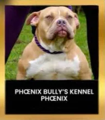 phoenix Bully's kennel phoenix