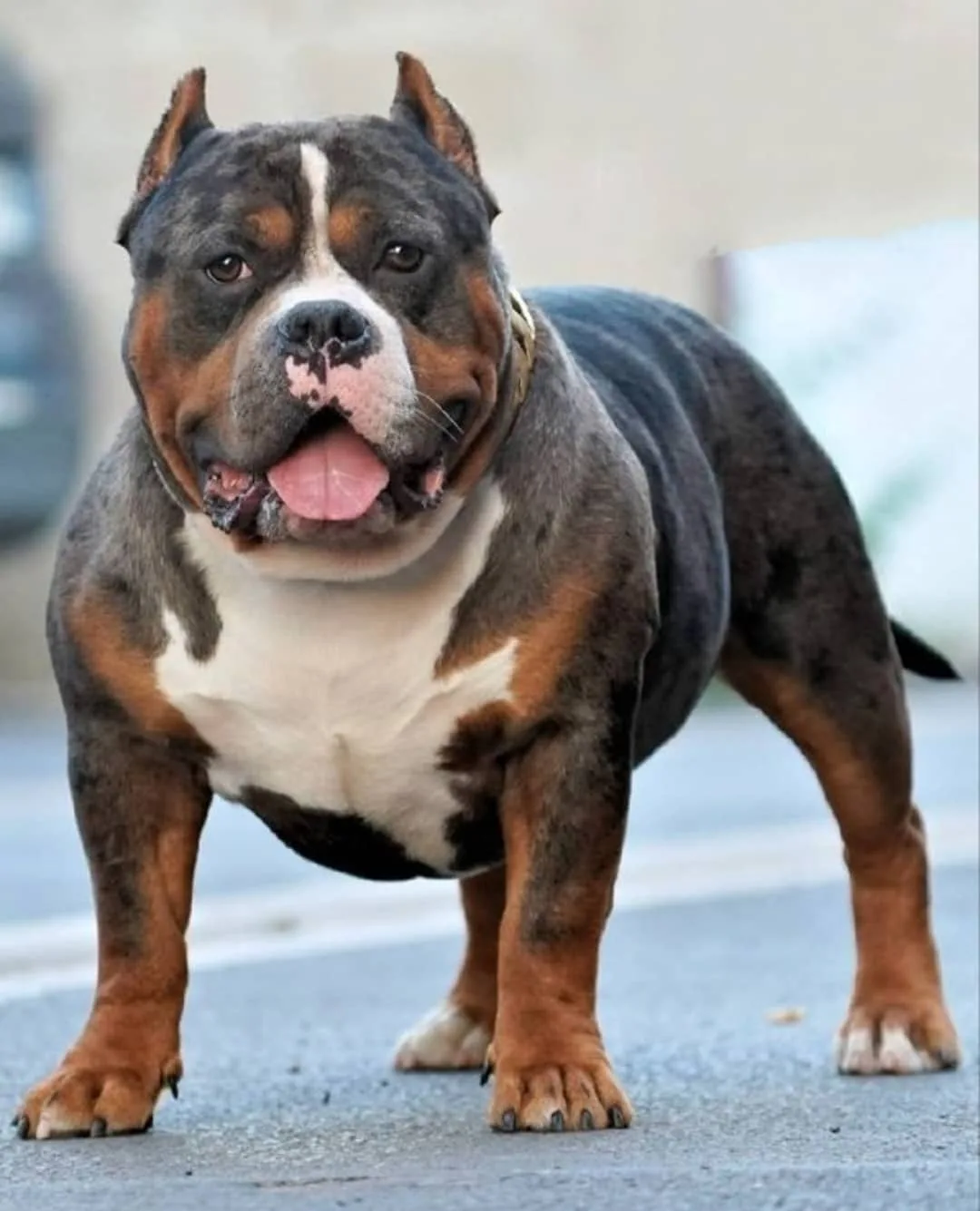 Big Team Bully's Ghost