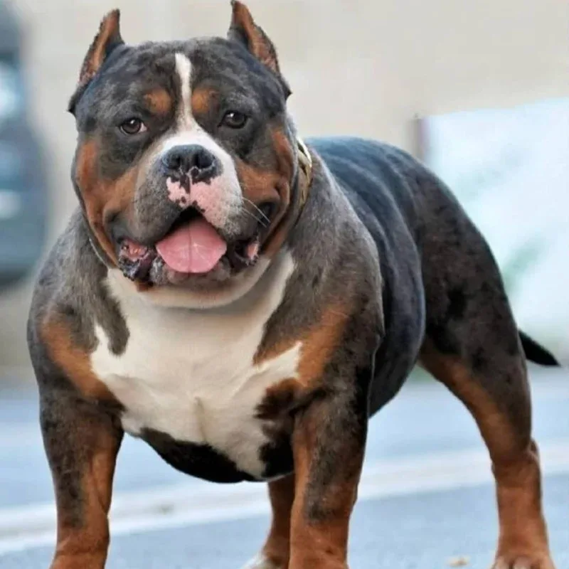 Big Team Bully's Ghost