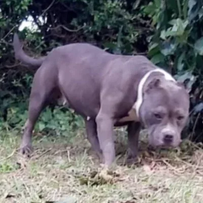 Lois Big Bully Lydy