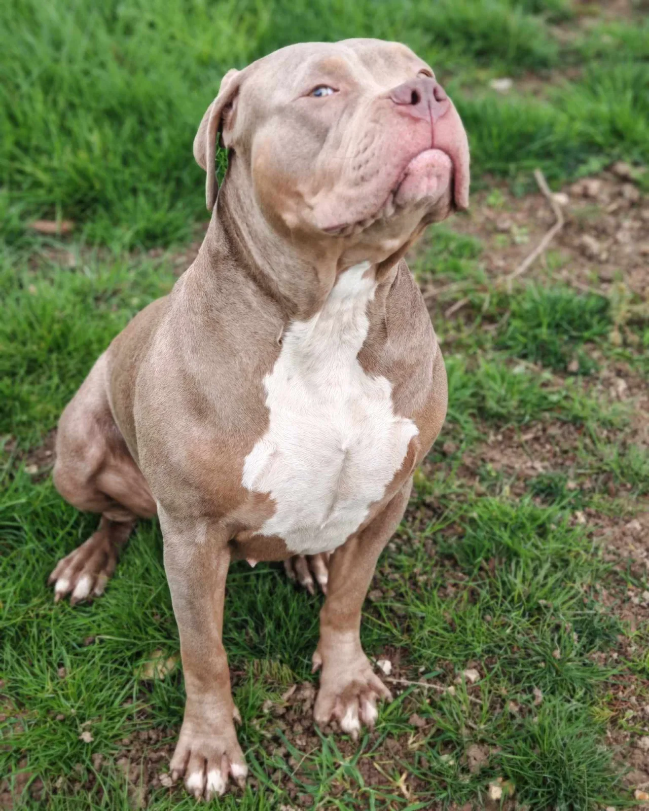 Phoenix Bully's kennel Arya