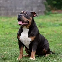 BULLY PAW KENNEL EVE