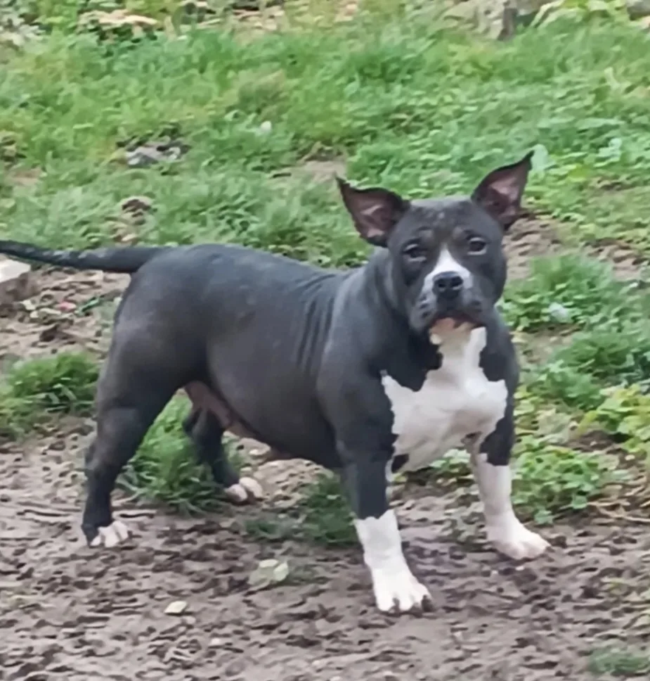 RMD Kennel Bulma