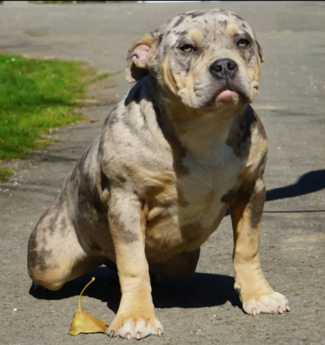 Phoenix Bully's Kennel Anna II