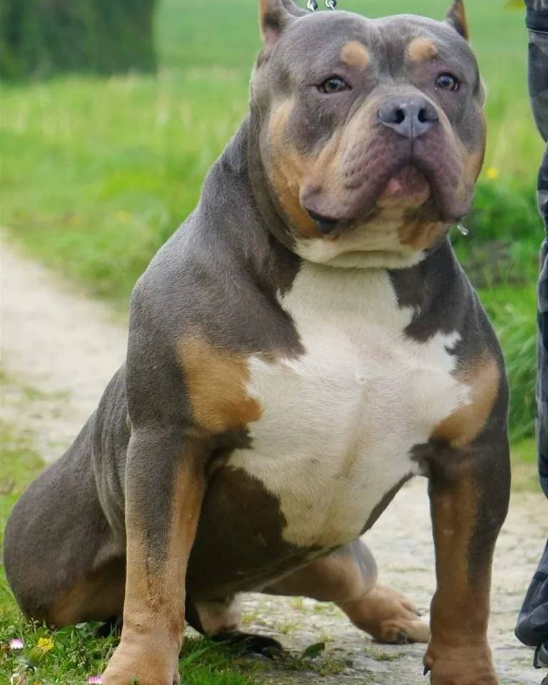 Phoenix Bully's Kennel Wolf