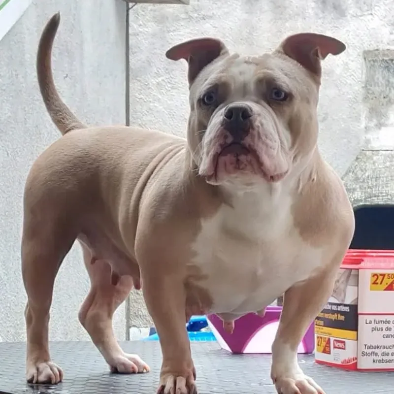 Xena bully dog's family