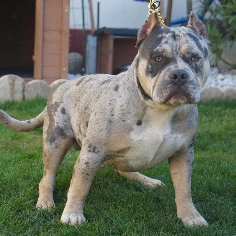 3KBullyz Krixus
