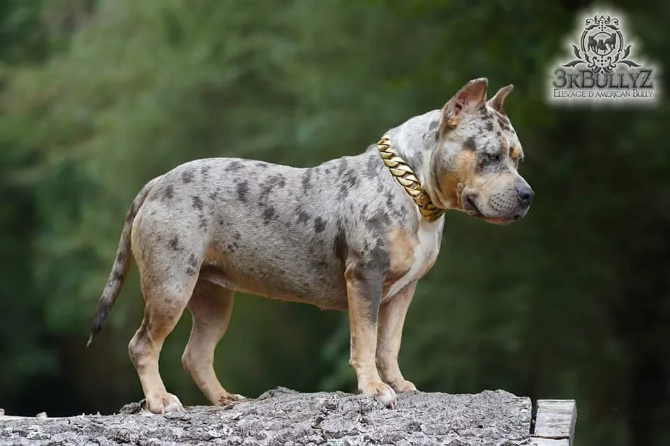 3KBullyz Komtesse