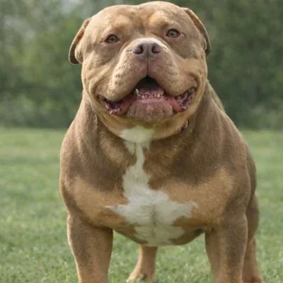 Phoenix Bully's Kennel Ghost